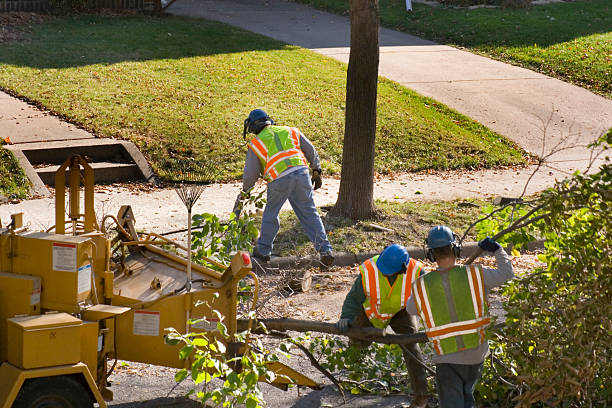 Trusted Bristol, VA Tree Service Experts